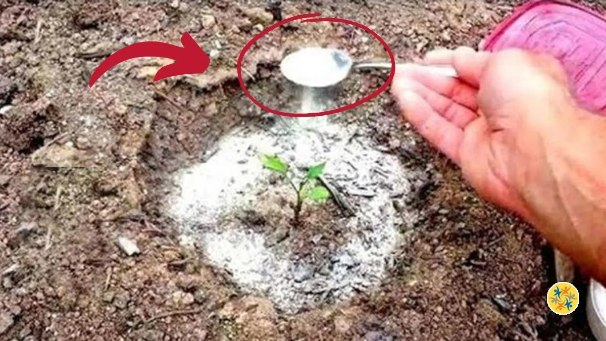 Le bicarbonate de soude : 6 usages bénéfiques pour le jardin