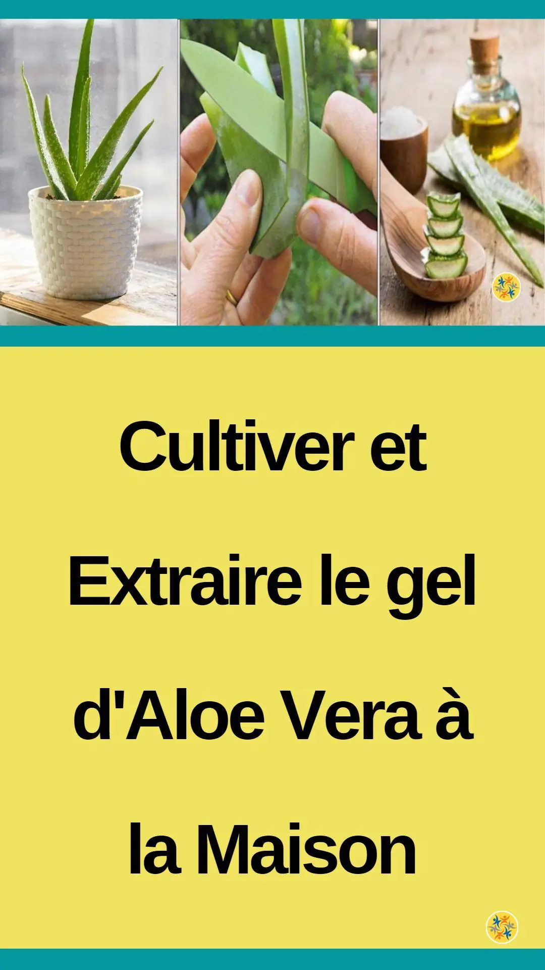 Tirer profit d'une plante succulente 