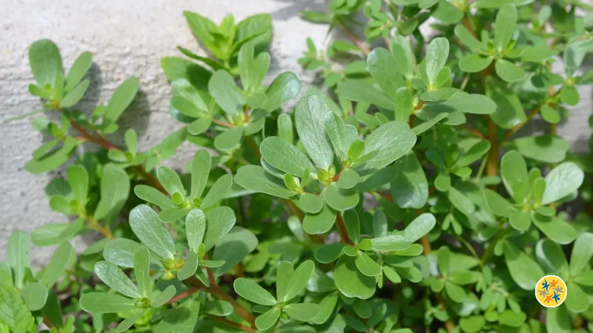 Pourquoi le pourpier est probablement la plante miracle que vous ignoriez !