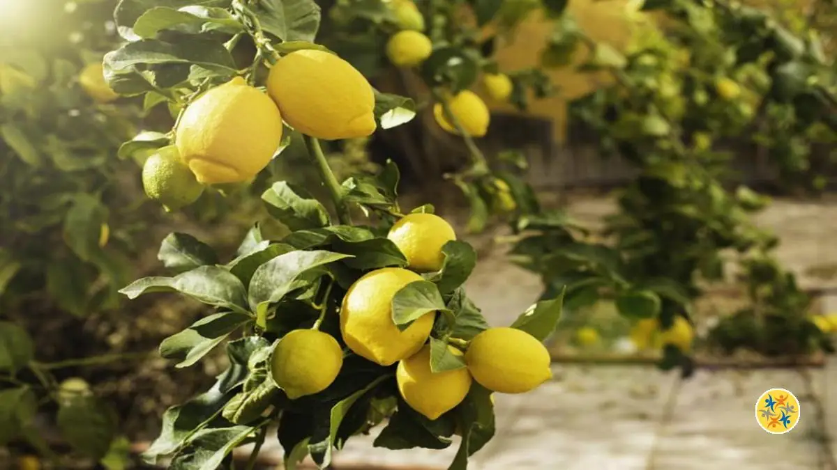 Faites de ces 5 Plantes un Allié pour Purifier votre Maison 10 Les Bienfaits du Citronnier