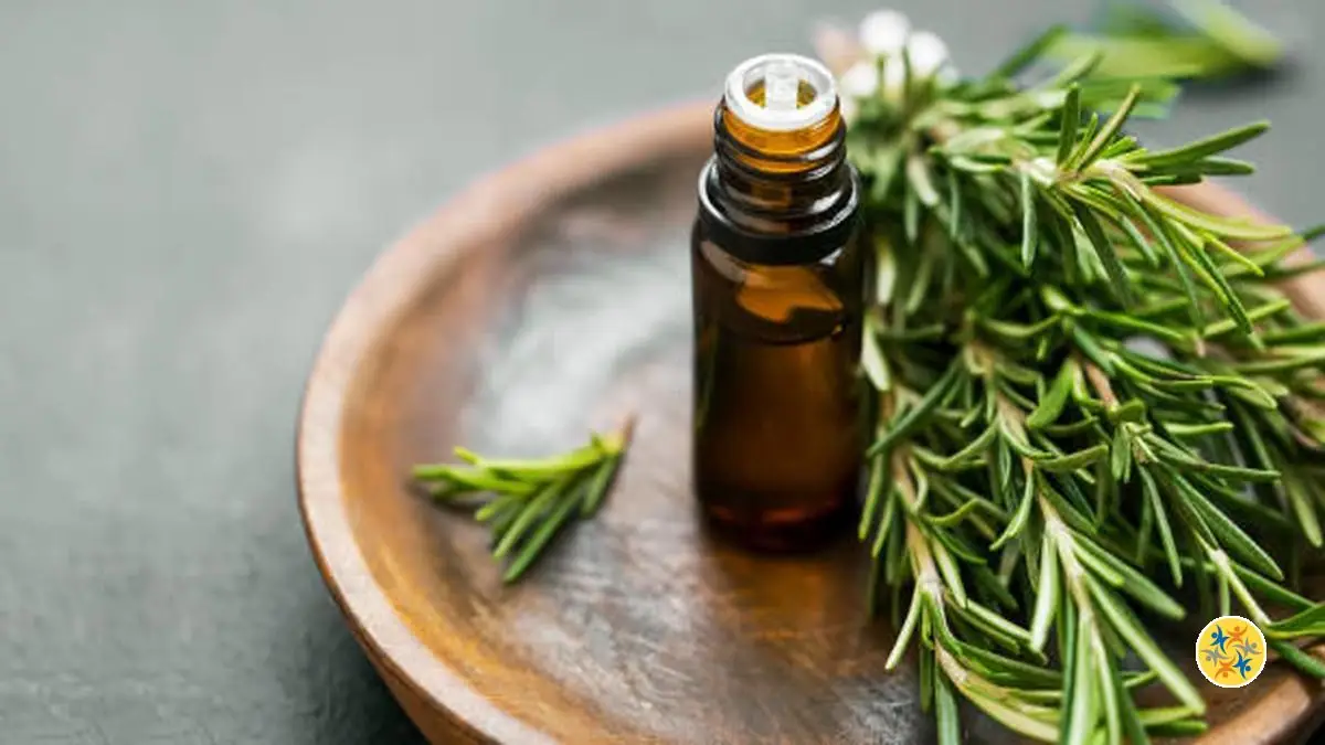 Découvrez 5 Bienfaits de l'Huile de Romarin Pour Vos Cheveux