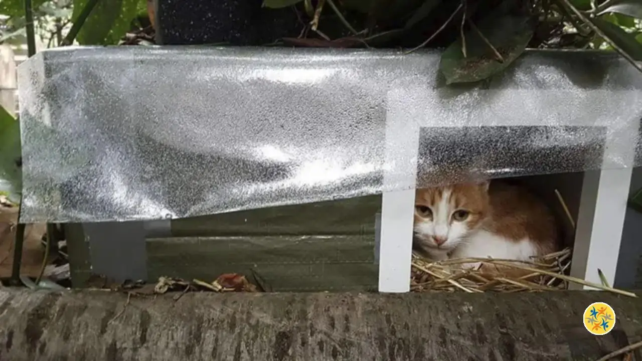 Faites de votre Boîte un Abri pour Animaux en 4 Pas