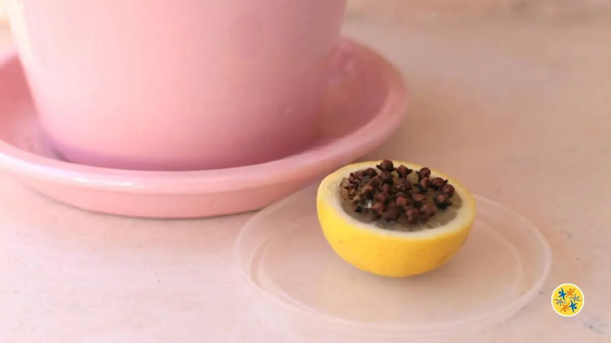 Comment Chasser les Moucherons qui Rôdent autour de mes Pots de Plantes