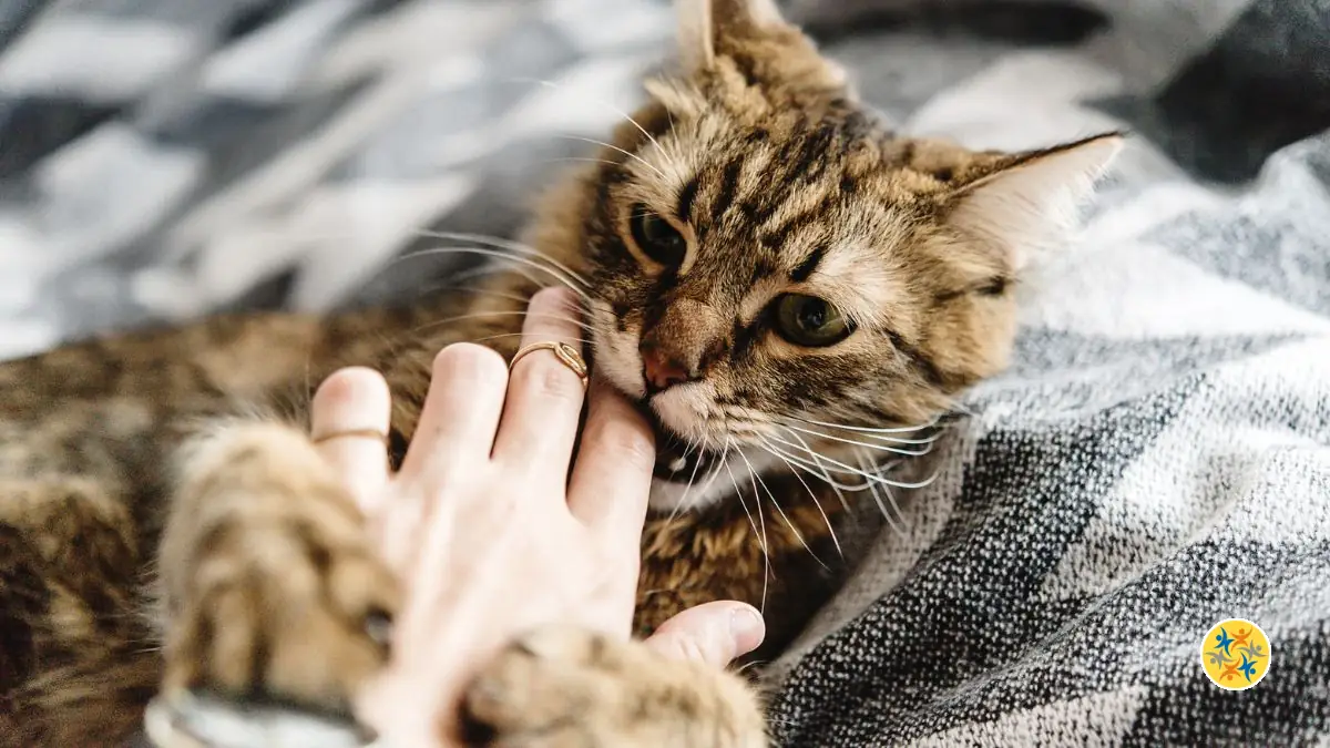 Votre chat vous mord en pleine caresse, pourquoi ?