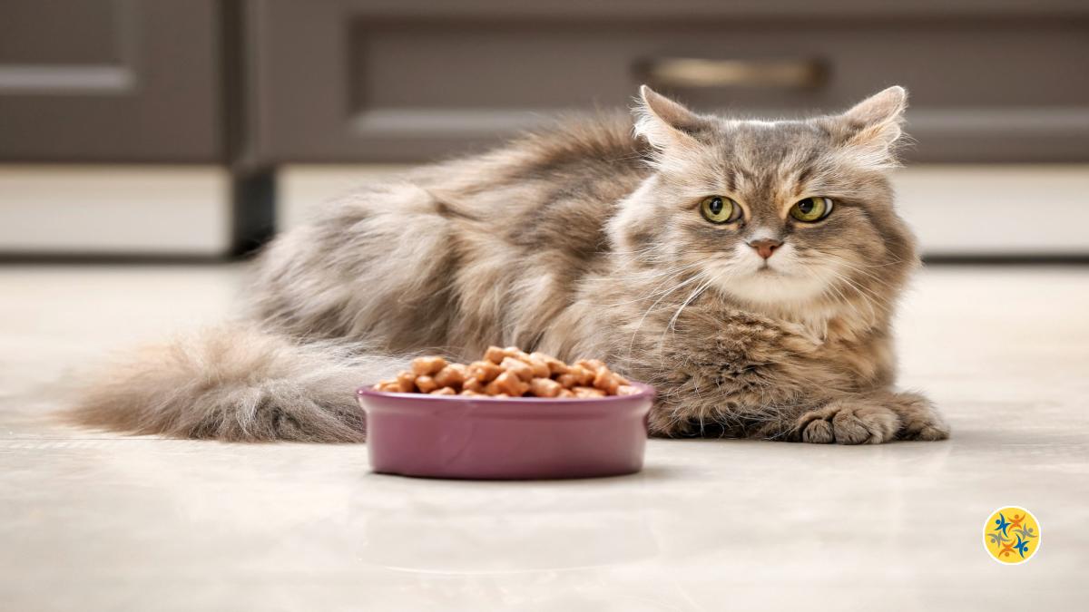Quel est le problème quand un chat ne mange pas ? 