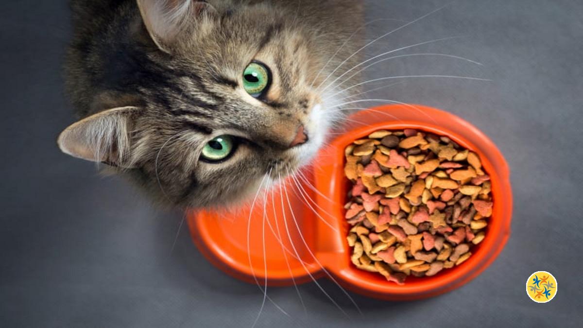 Quelle est la raison pour laquelle le chat refuse de manger ?