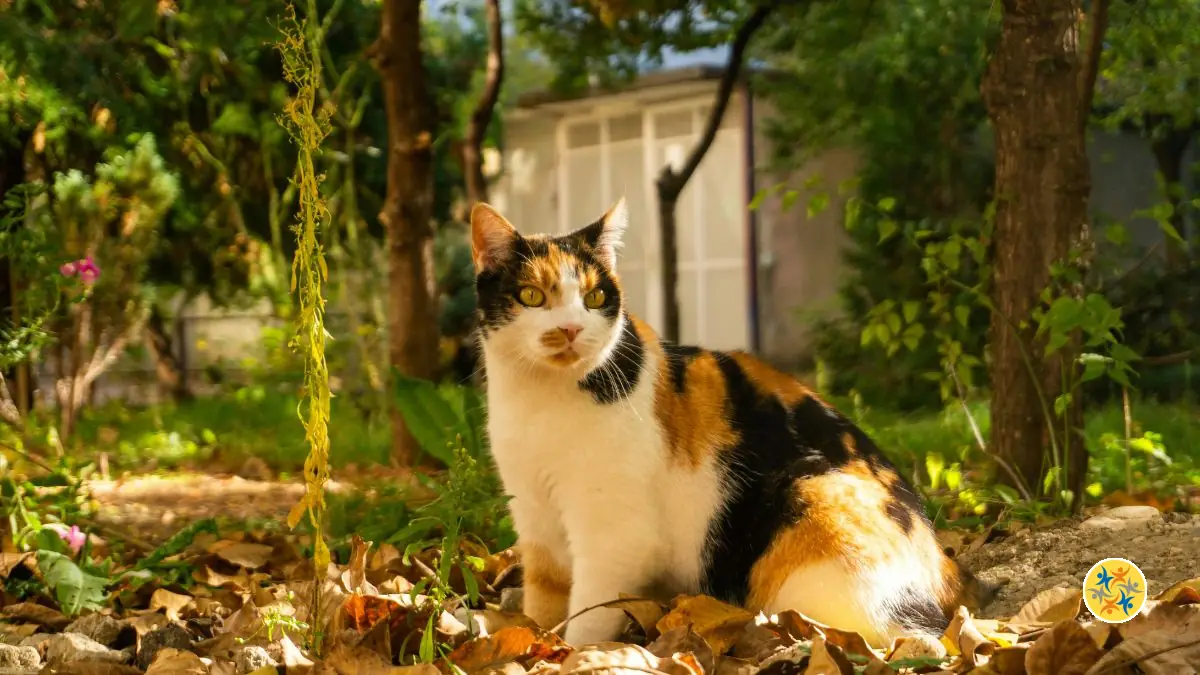 Chat du voisin dans votre jardin : 5 solutions pour le tenir à distance
