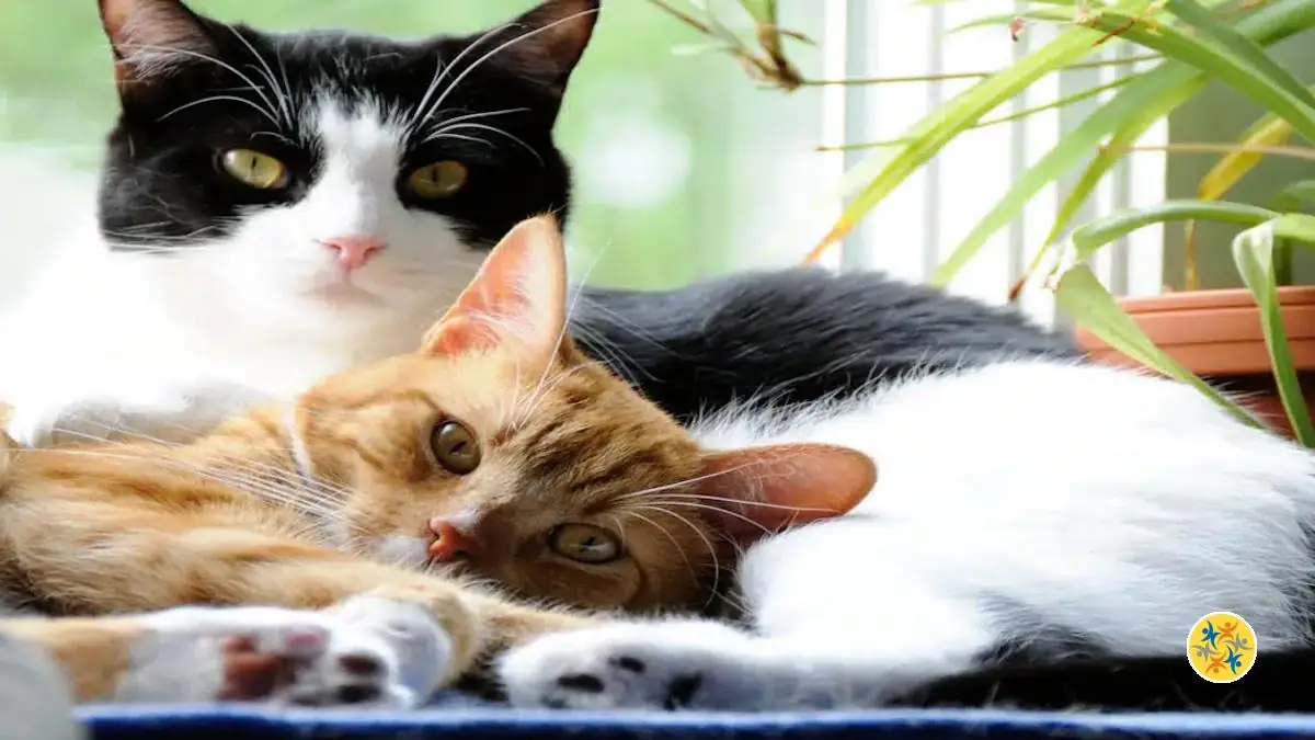 Estce que les Chats deviennent Amis? Et Quel Temps mettentils pour l