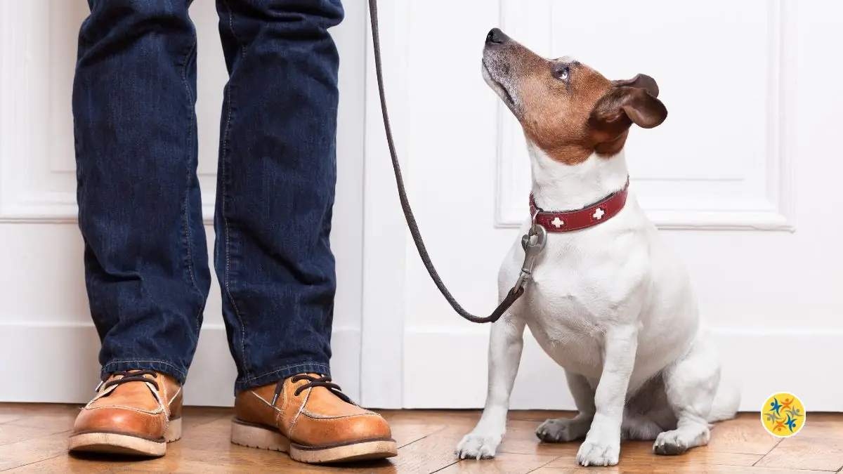 Les Chiens Peuvent-ils Lire en Nous ? Leur Intuition Face aux Intentions Humaines