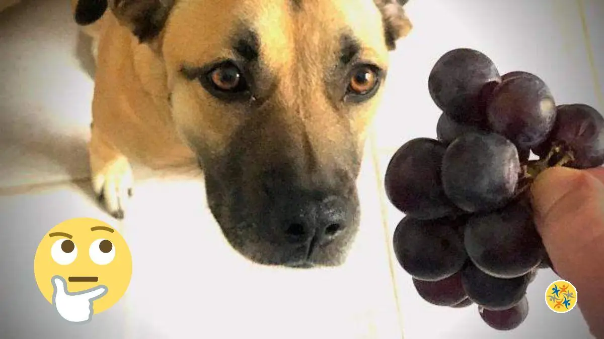 Ne Laissez Jamais un Chien manger du Raisin