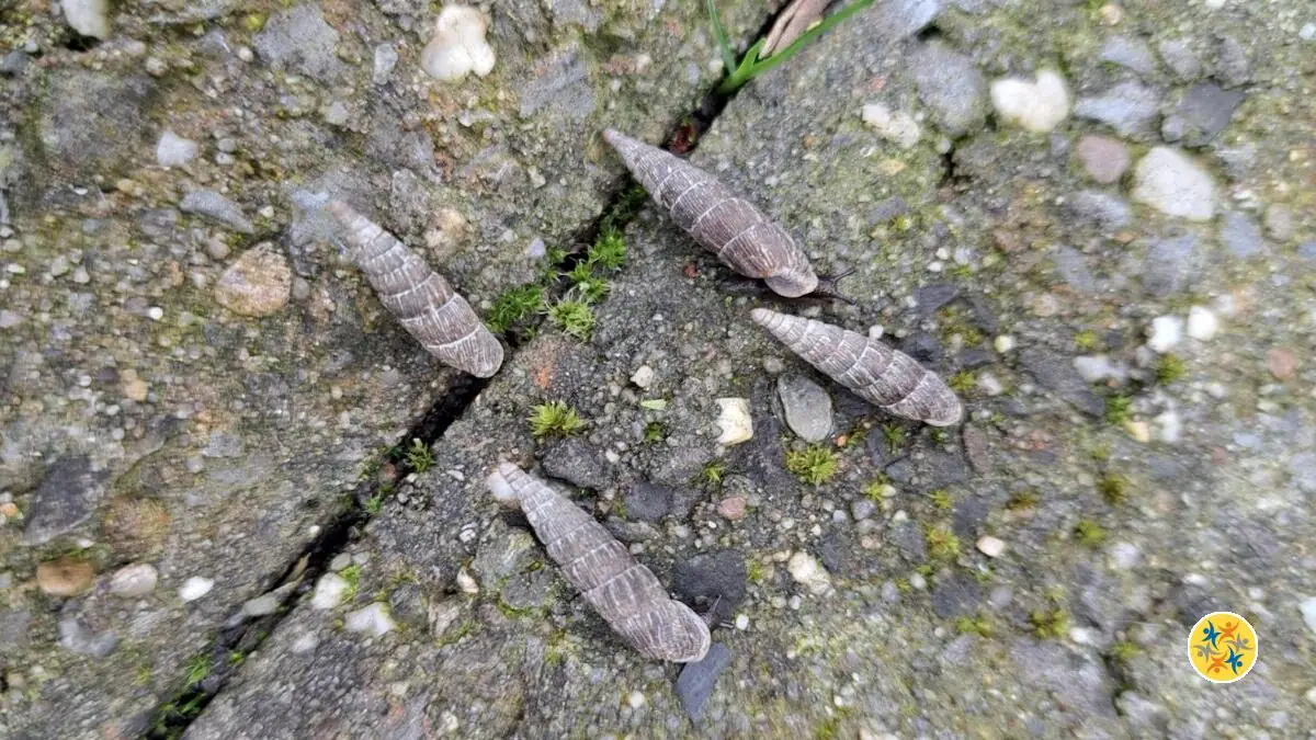 Qu&rsquo;est-ce qu&rsquo;une Clausilie, cet escargot à la forme pointue ?