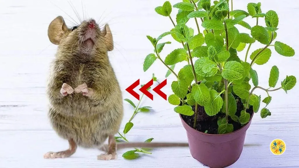 Utilisation des plantes pour stopper l'invasion de souris