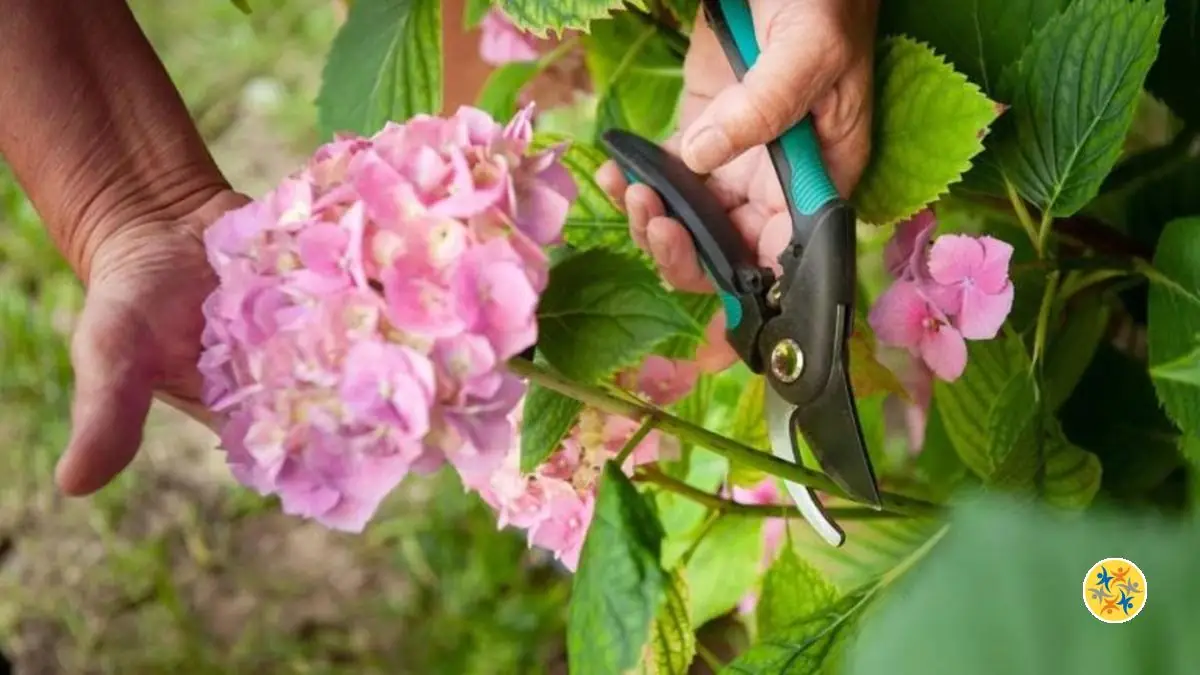 Tailler des Hortensias: Pourquoi et Comment?