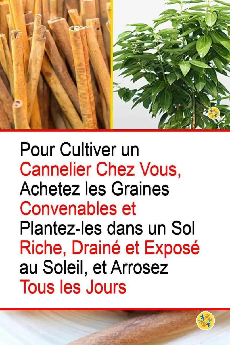 6 Pas pour Planter la Cannelle Faciles et en Profiter le Reste de l'Année 8 Conditions adéquates pour la plantation de cannelle
