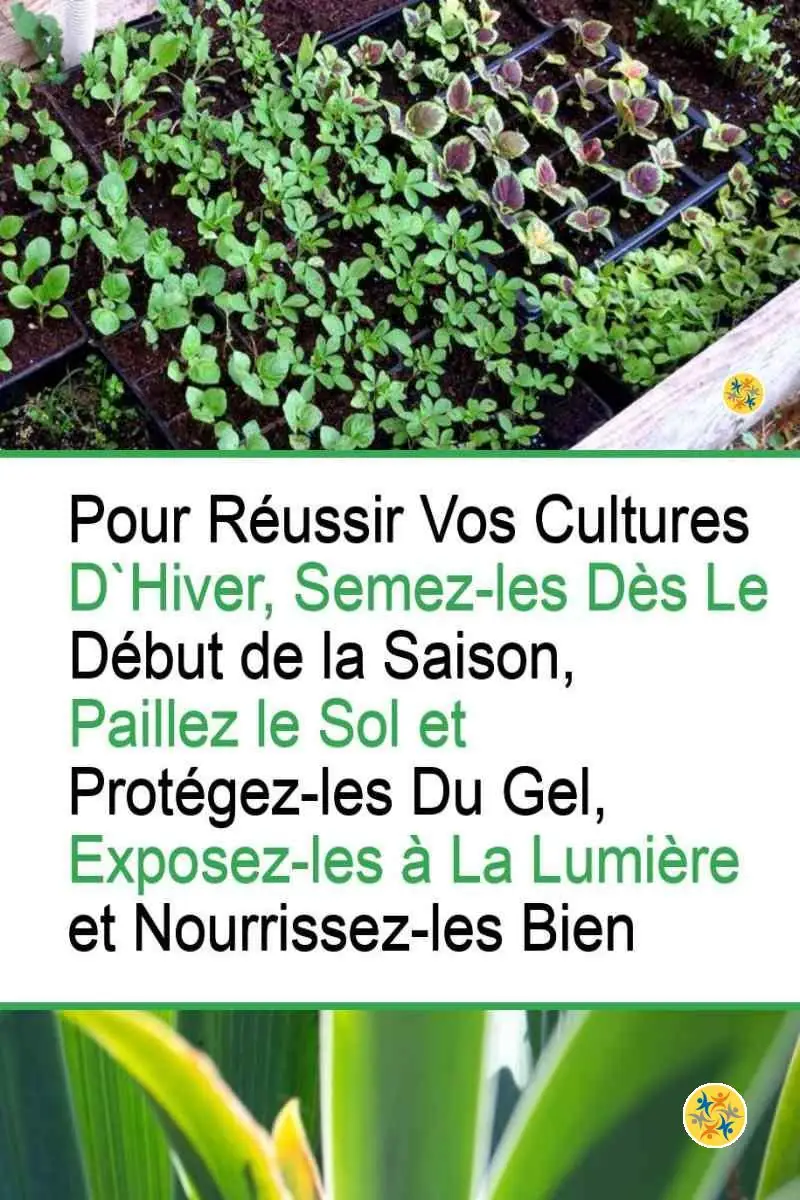Cultivez ces 5 Variétés de Légumes au Début de l'Hiver 4 Conditions de plantation des variétés d'hiver
