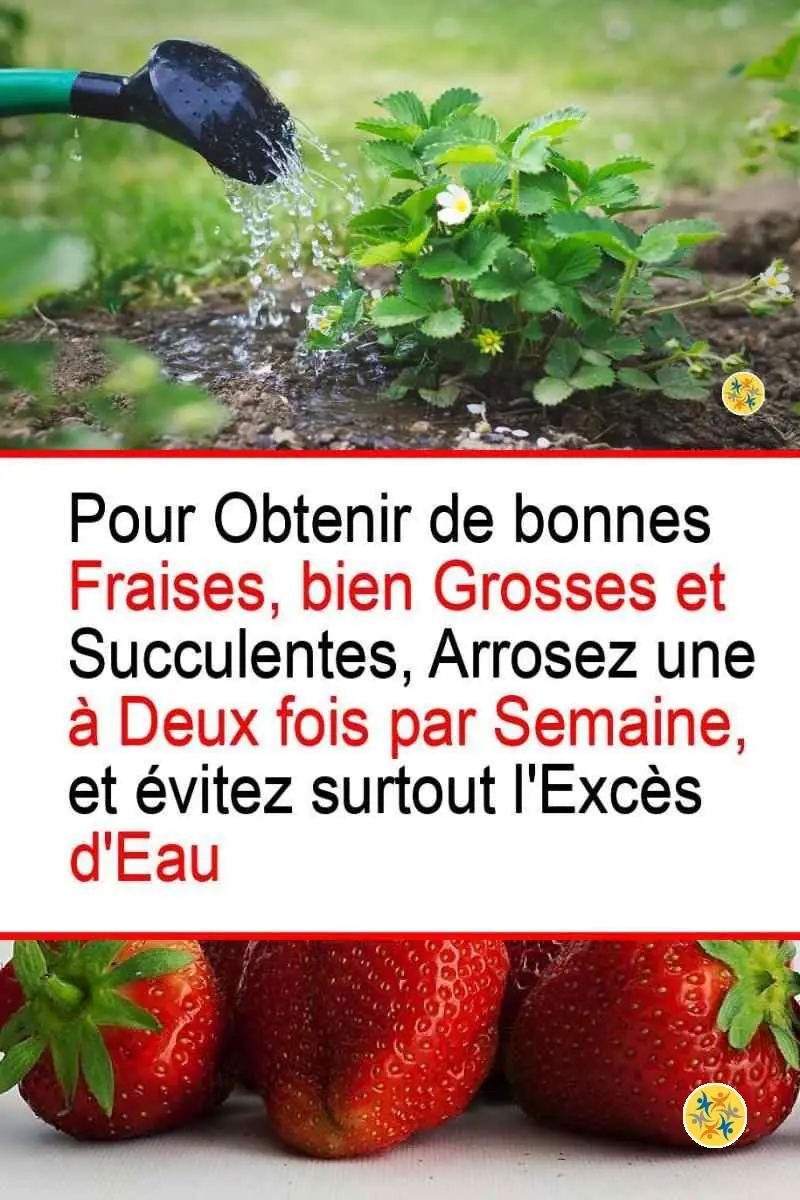 Conseils d'arrosage pour un fraisier épanoui