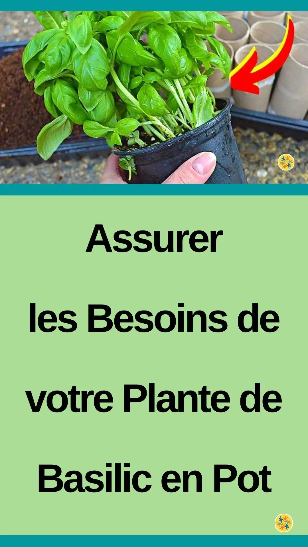 Prendre soin de sa plante aromatique et l'épanouir 