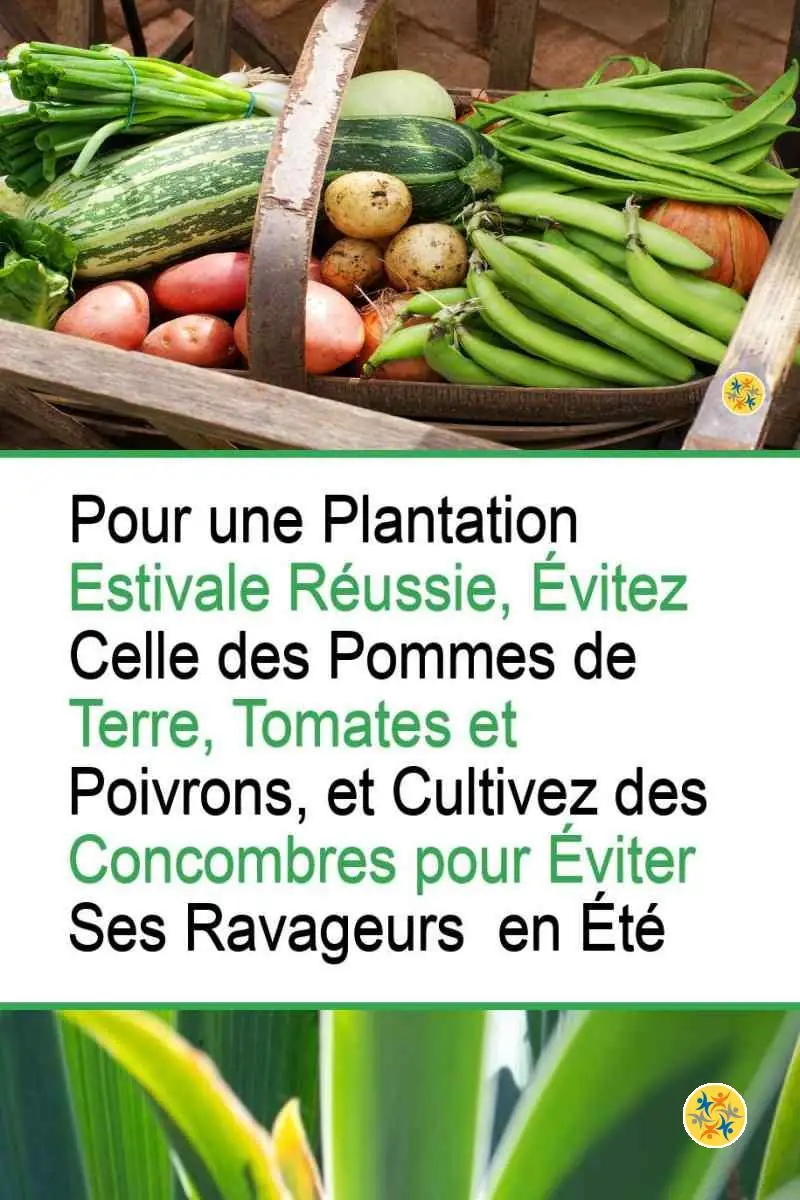 6 Variétés de Légumes à Cultiver en Eté pour une Récolte Automnale Surprenante 4 Conseils sur la culture de certains légumes d'été