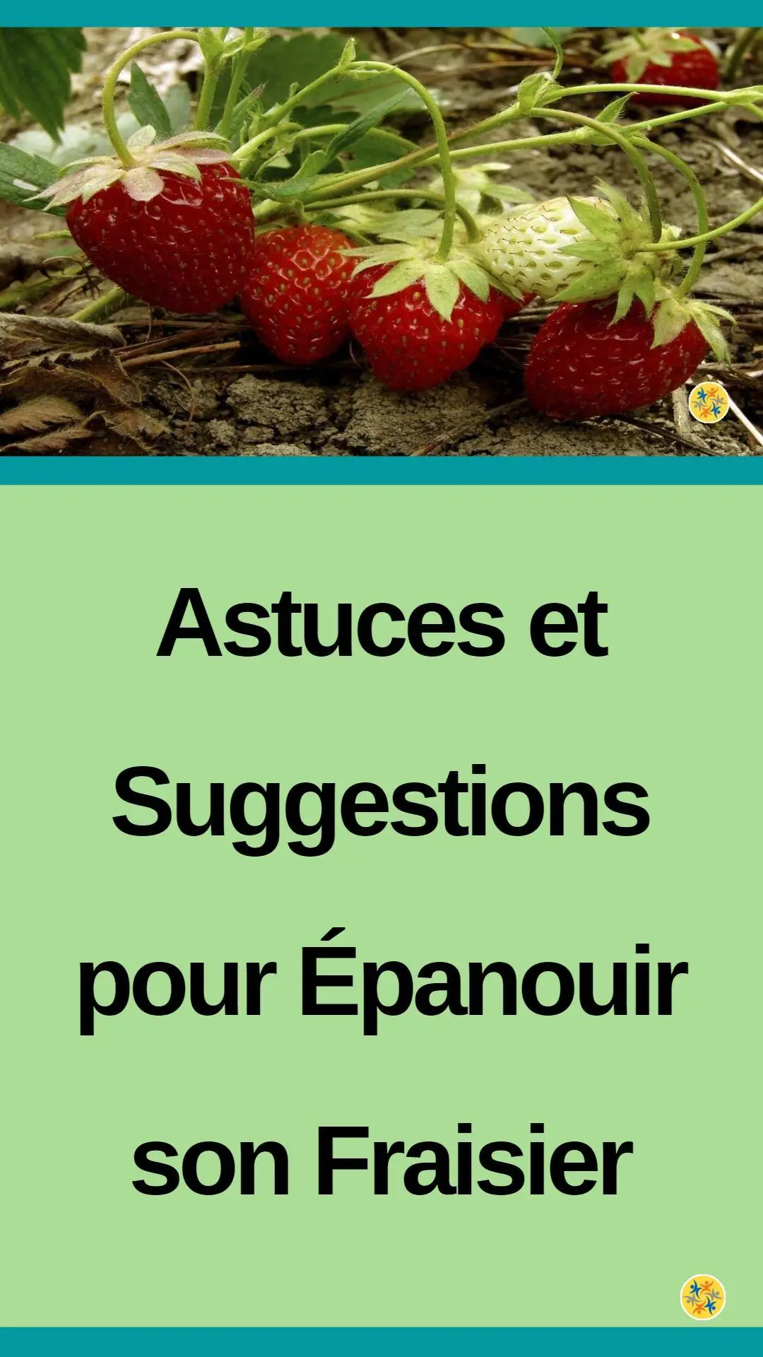 Le guide infaillible pour cultiver des fraises avec succès dans votre jardin 