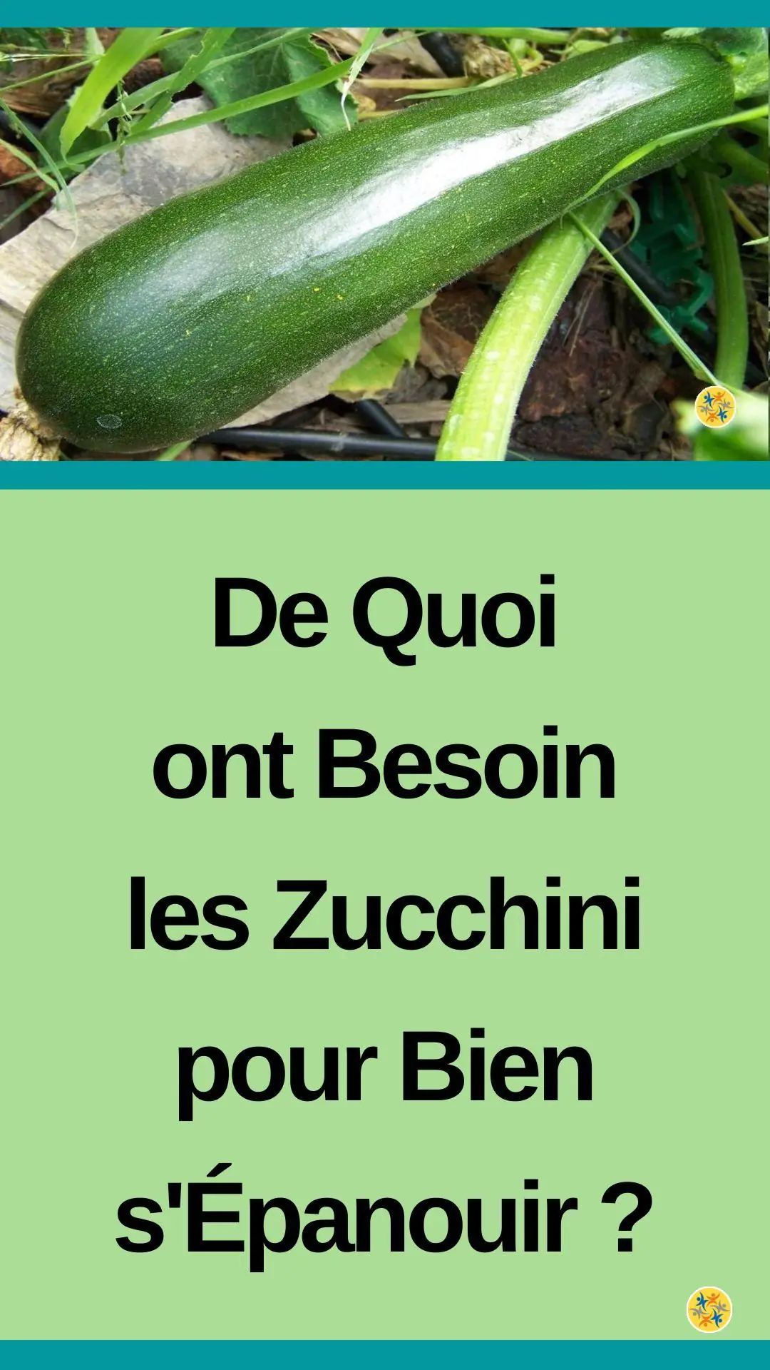 Cultiver correctement des courgettes 