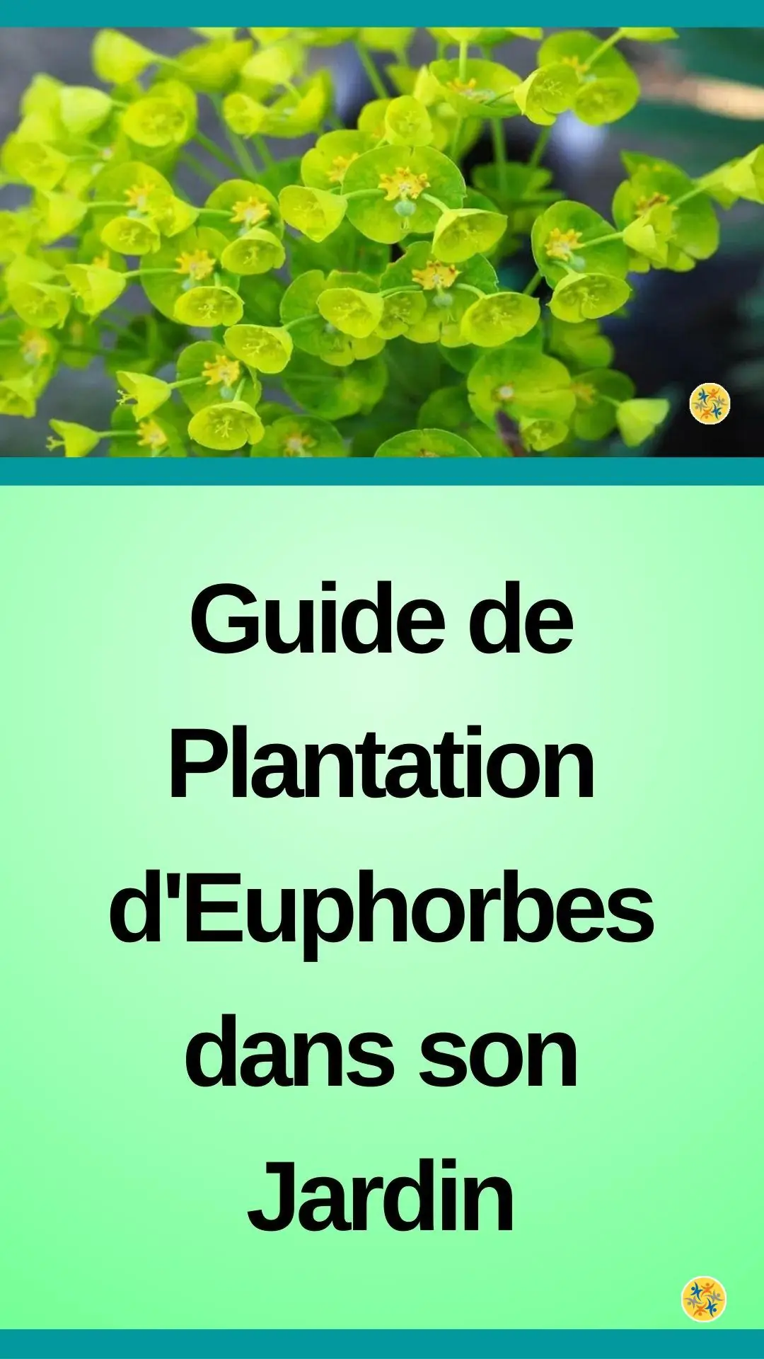 Guide de plantation d'euphorbes dans son jardin 