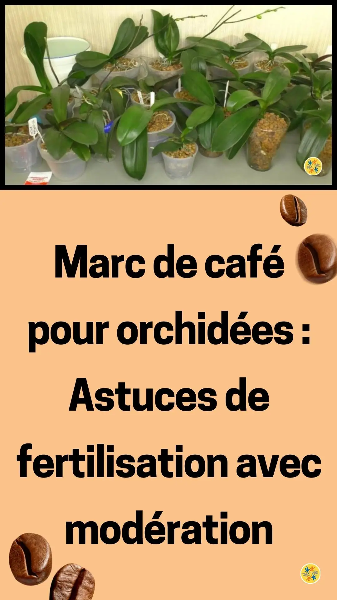 Astuce de marc de café pour fertiliser les orchidées