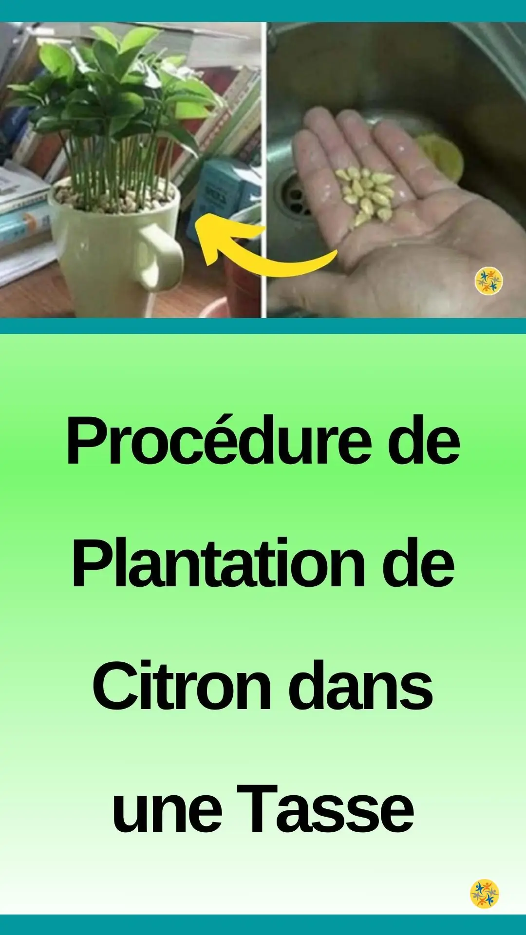 Voici Comment planter du citron dans une tasse pour parfumer la maison 