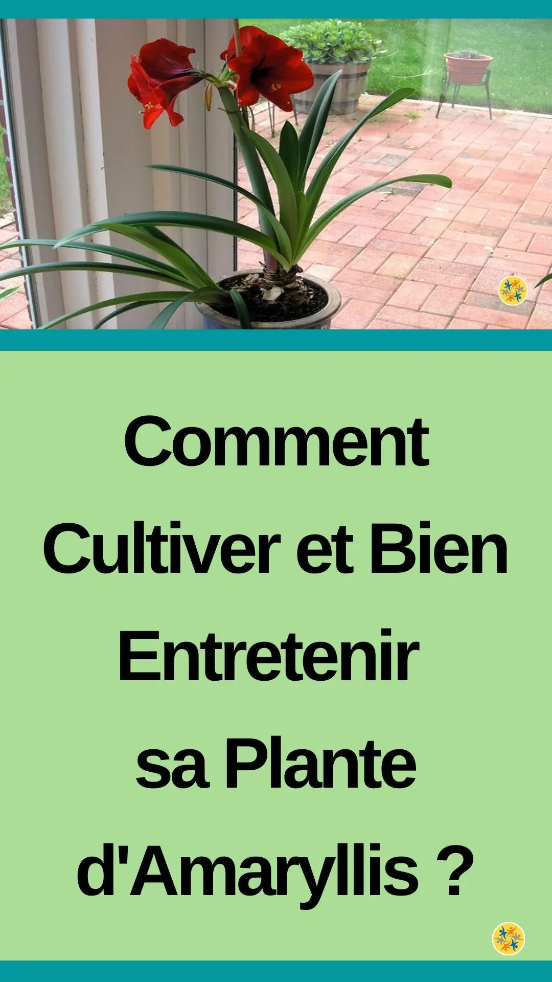 Conditions de vie et de floraison des amaryllis 