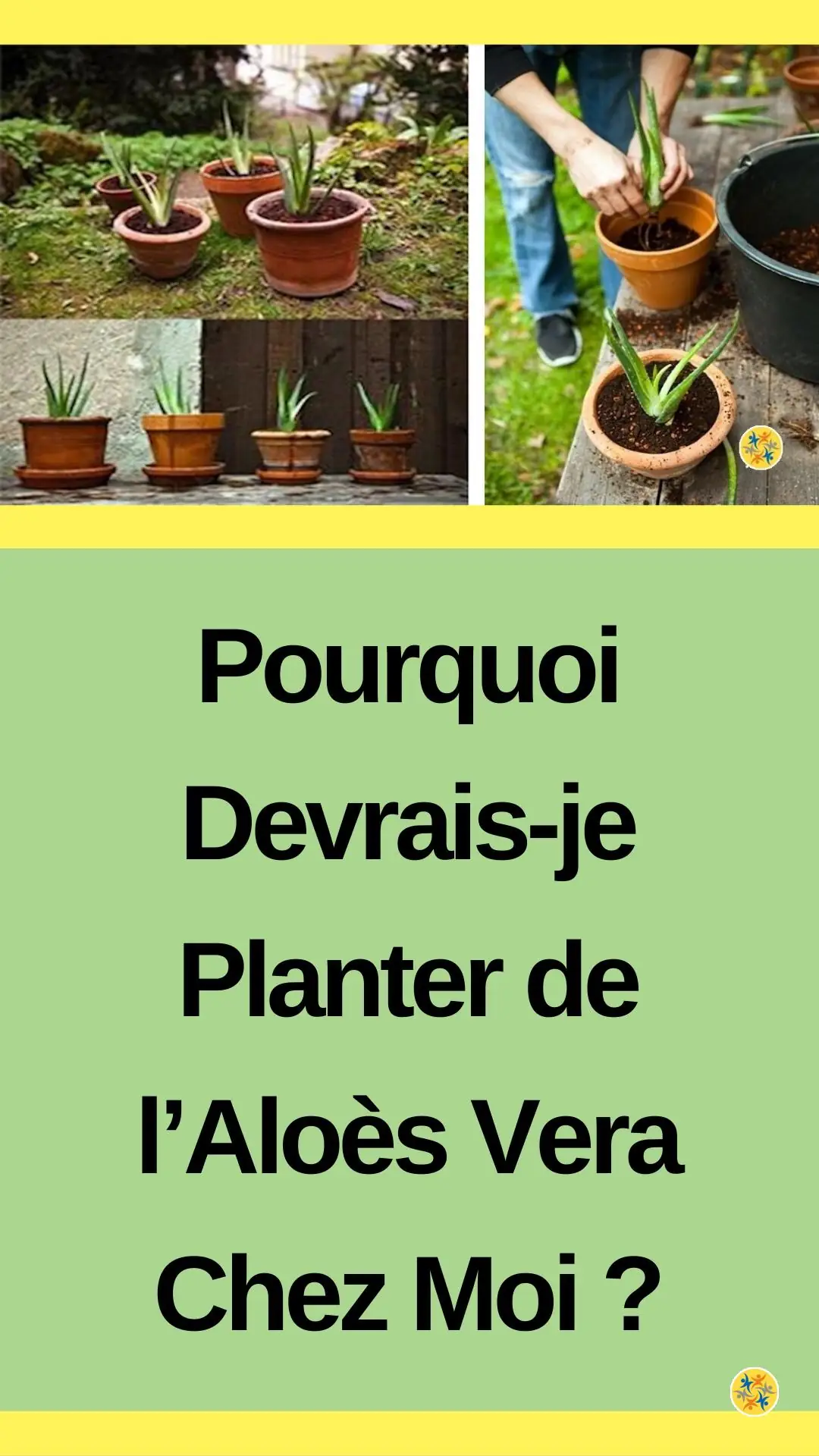Plantation et bienfaits d’une plante succulente 