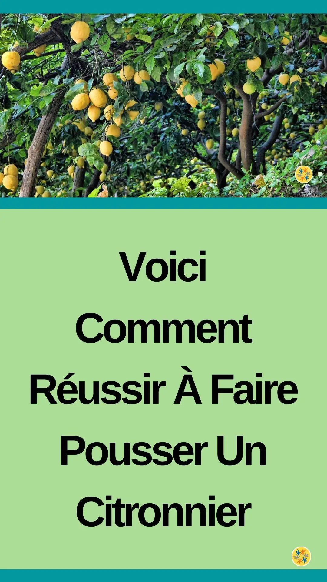 Astuces pour faire pousser un citronnier