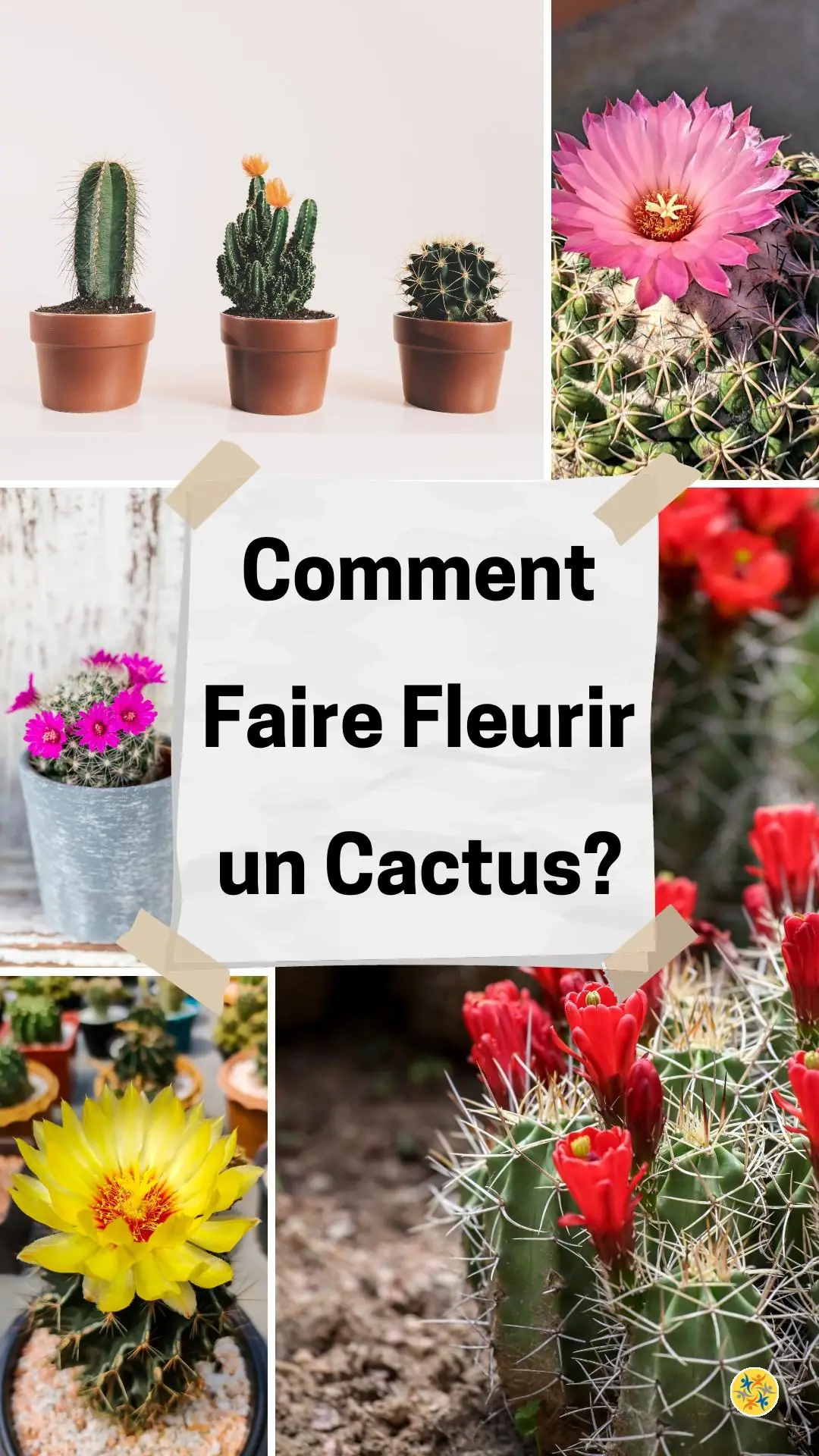 Floraison possible d'une plante succulente 