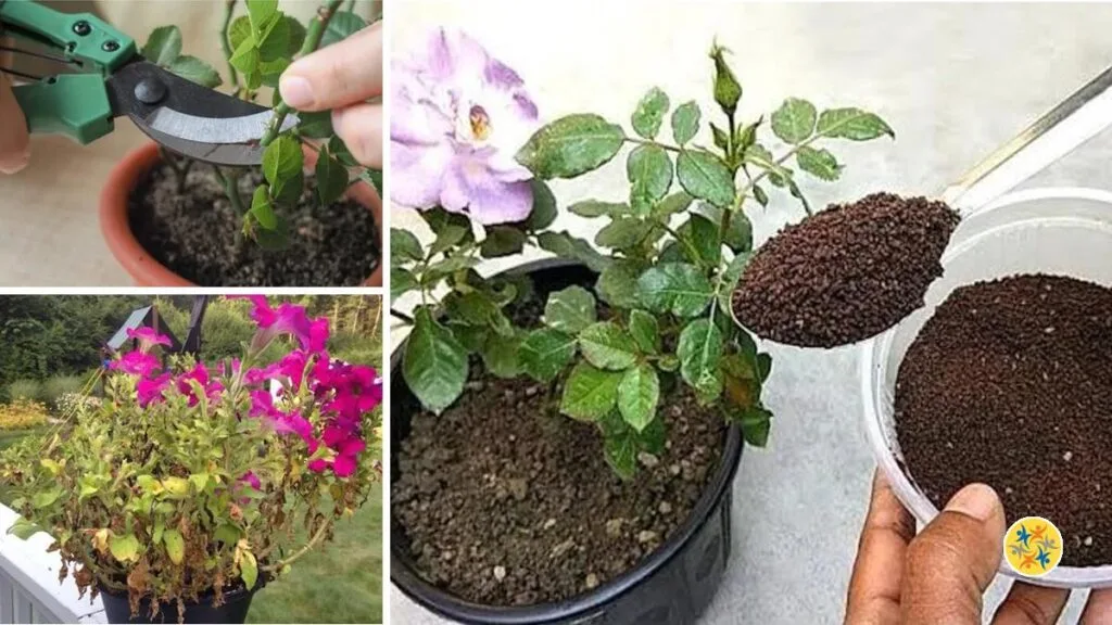 Erreurs à éviter lors de la floraison des plantes