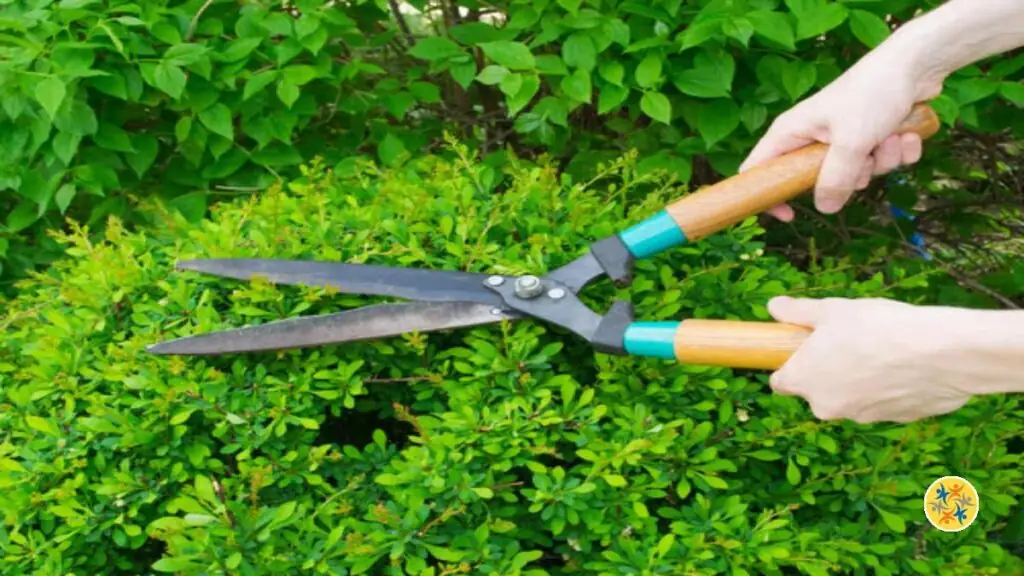Comment entretenir son jardin en été ?