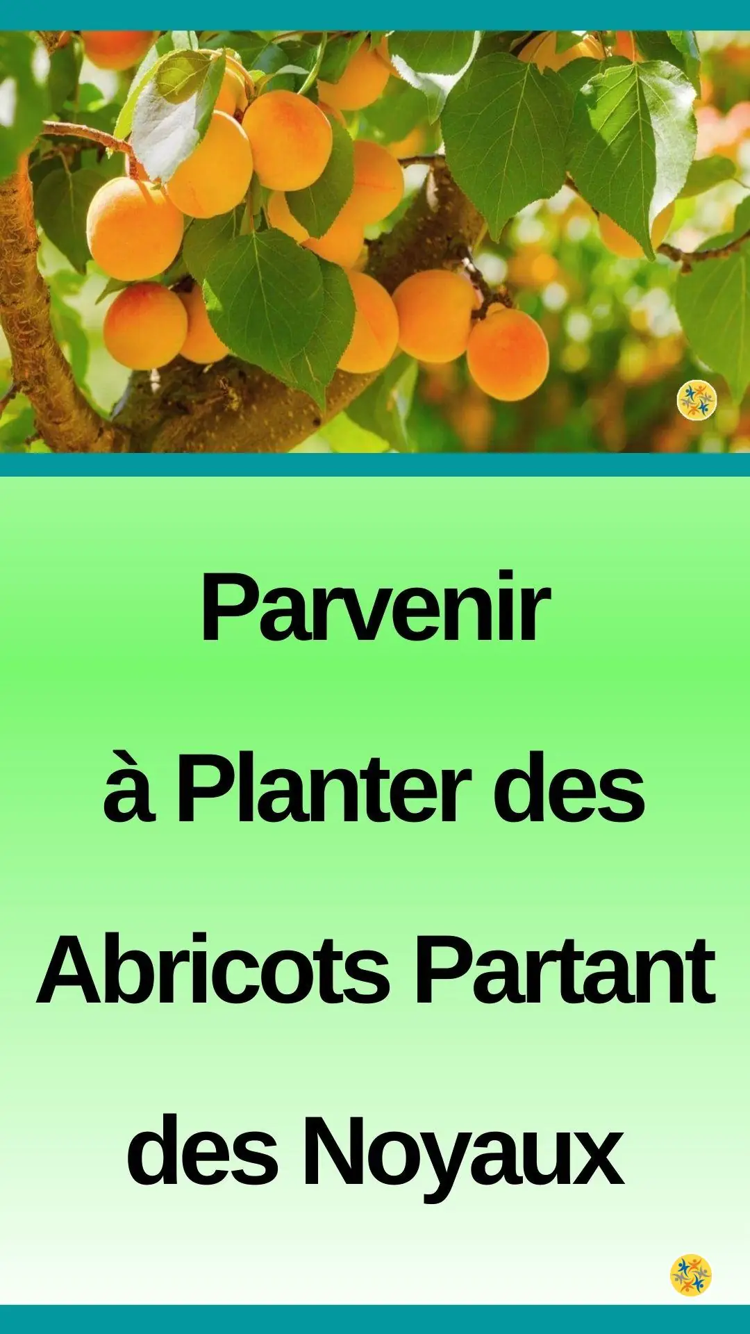 Cultiver un abricotier en extrayant des graines 