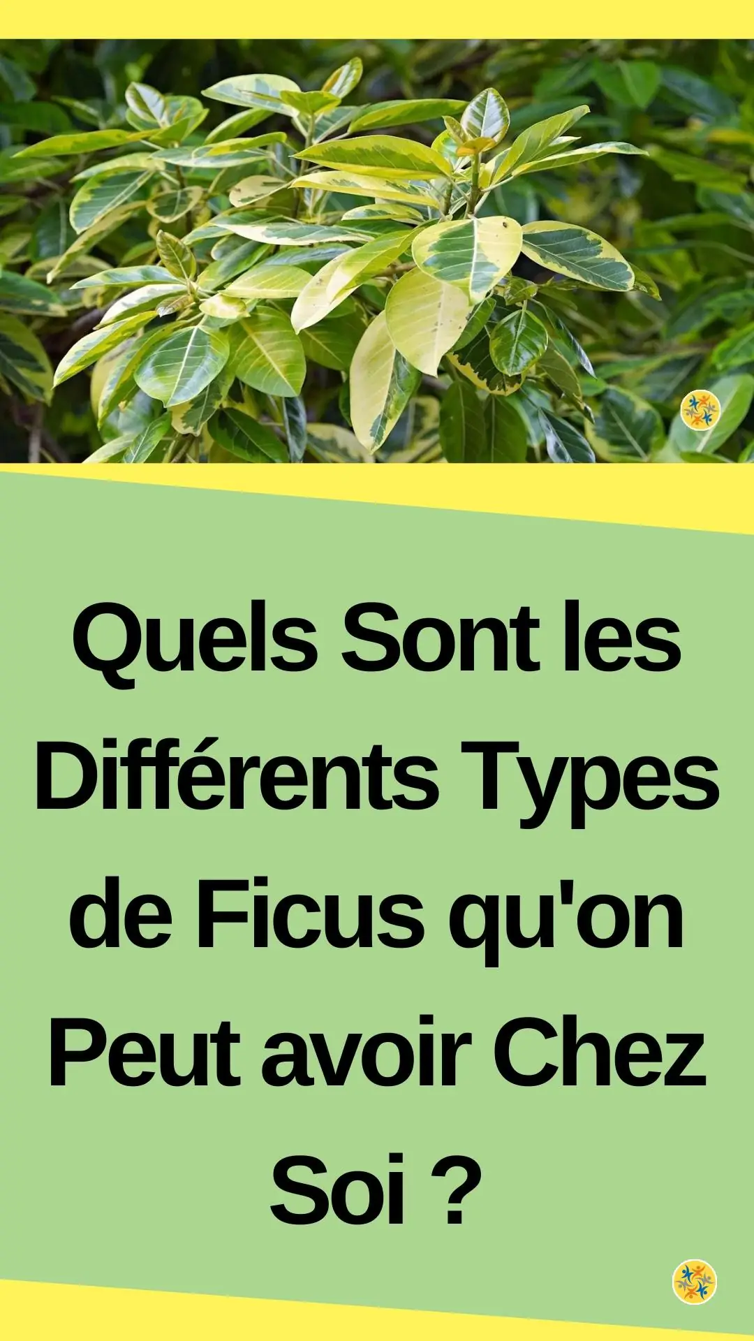 Planter du figuier chez soi et découvrir ses variétés