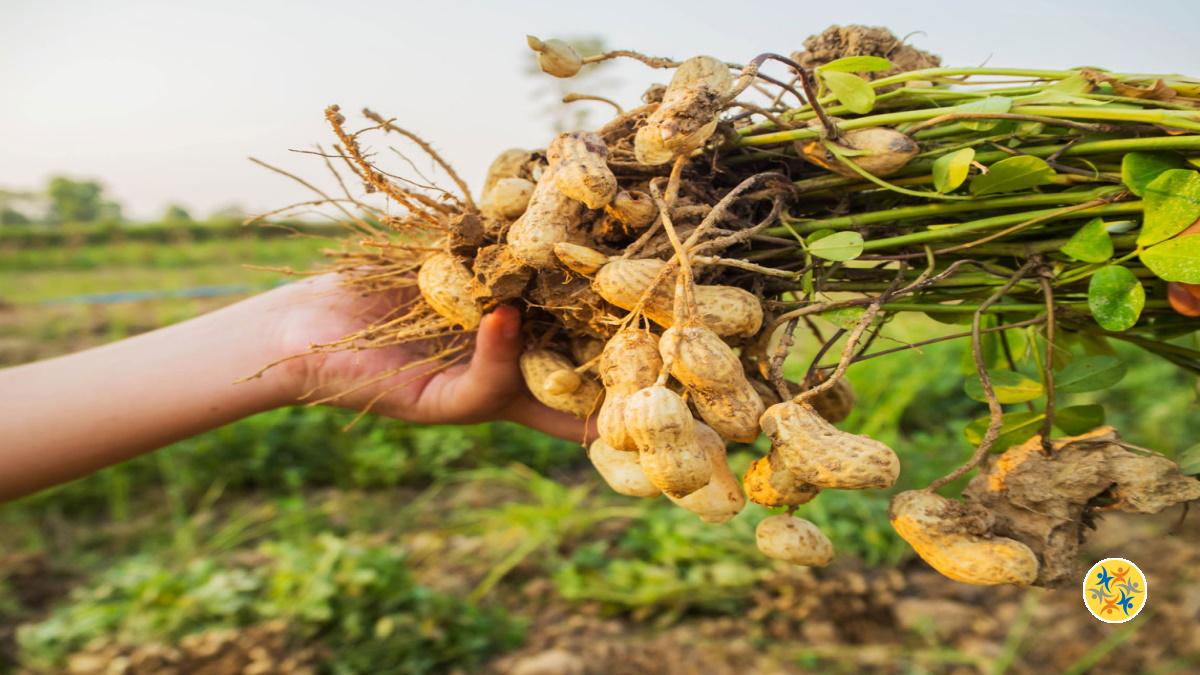 Faire pousser des Cacahuètes à Partir de Graines Grâce à 5 Conseils