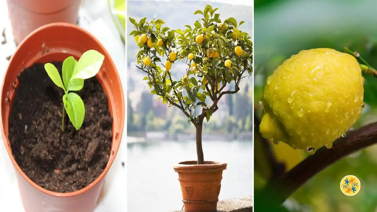 Des conseils pour pousser un citronnier