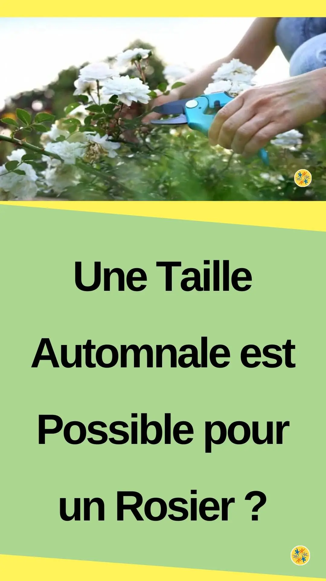 Taille automnale d’un rosier  