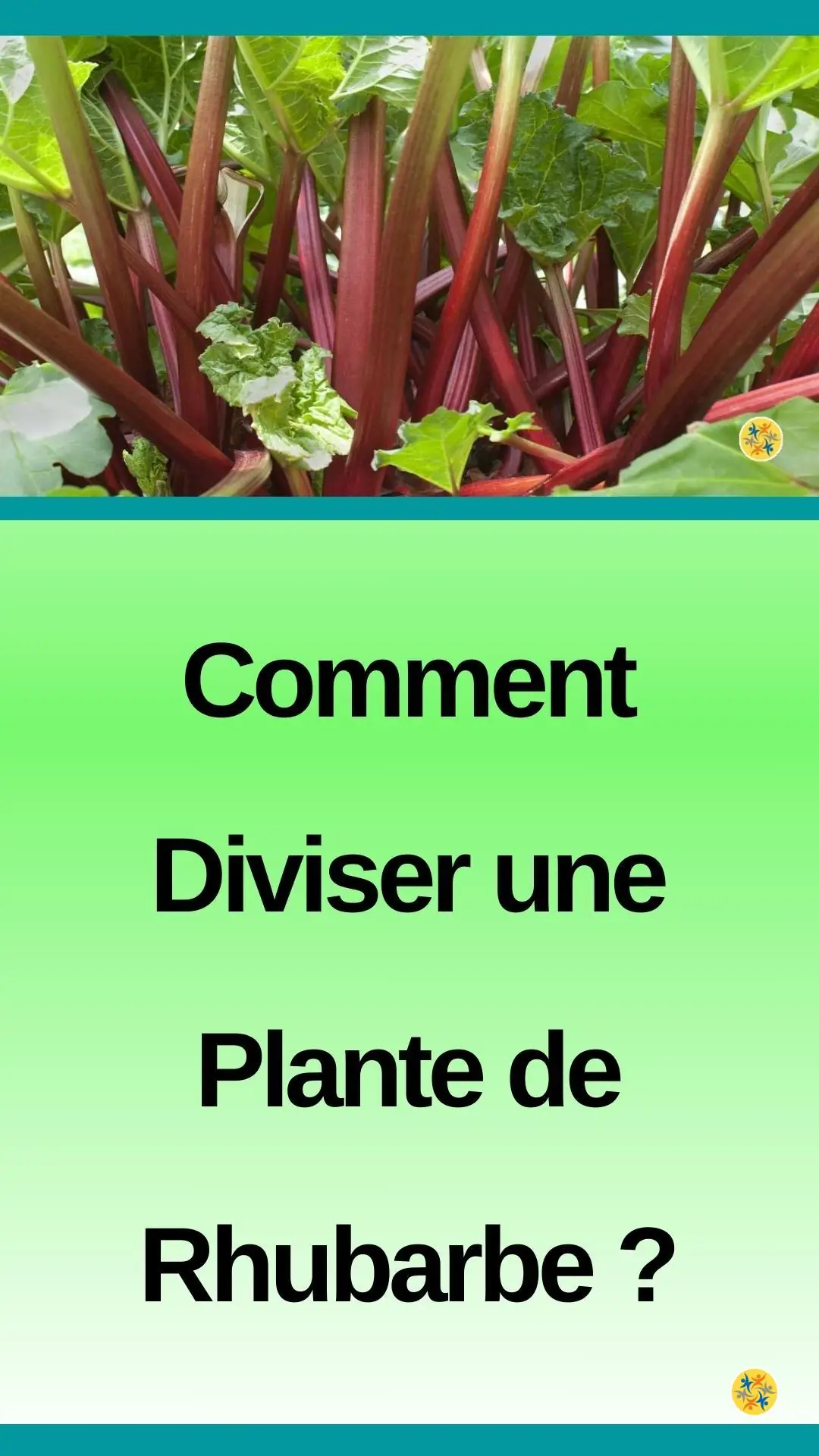 Diviser et transplanter des rhubarbes 