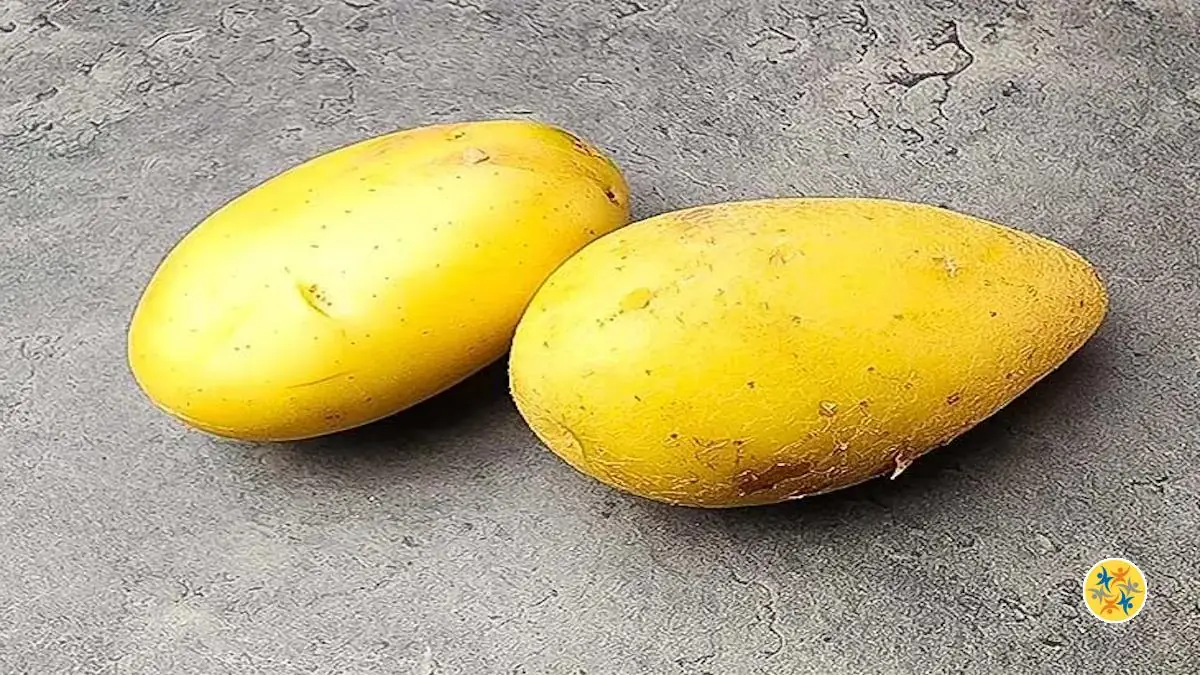 Mettre à L'Abri ses Pommes de Terre Crues ou Cuites