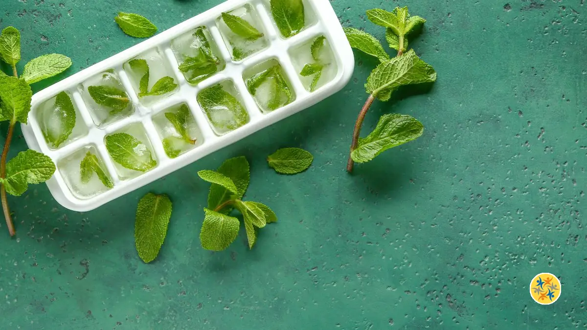 3 Méthodes Simples pour Conserver la Menthe Fraîche Longtemps