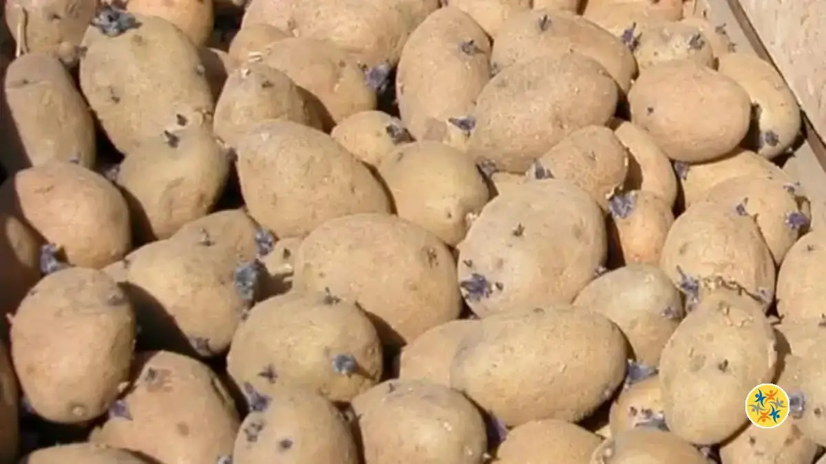 Les pommes de terre germées Pouvezvous les consommer