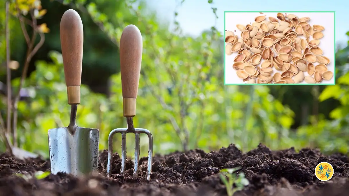 Ne jetez plus vos coques de pistache : un trésor caché pour votre jardin