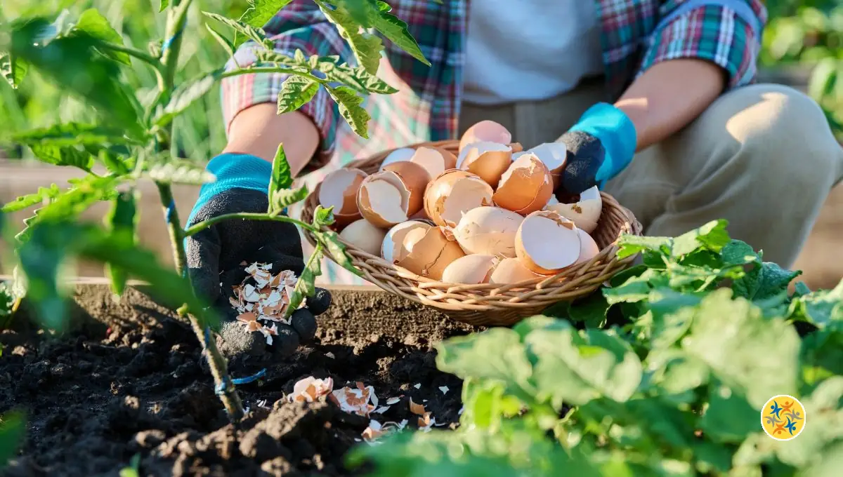 Comment Réutiliser les Coquilles d’Œuf au Quotidien