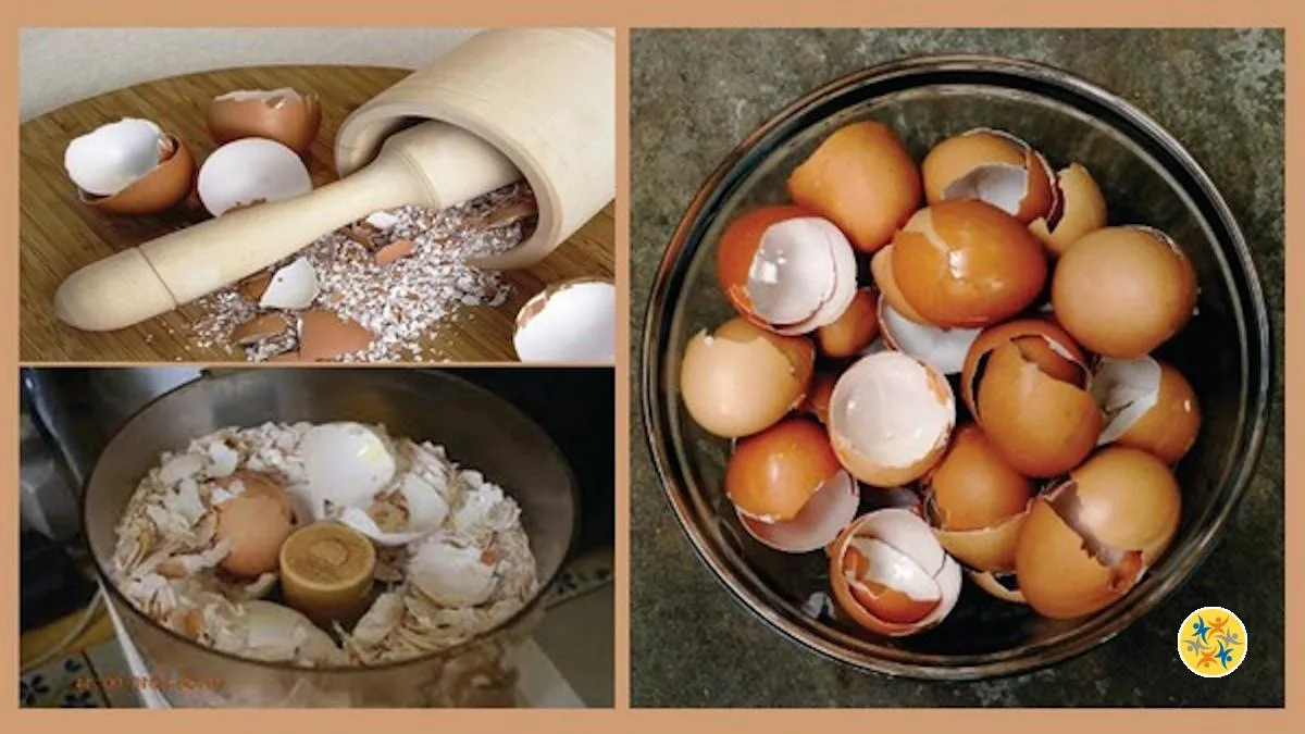 Astuces Créatives pour Recycler les Coquilles d'œufs au Lieu de les Jeter