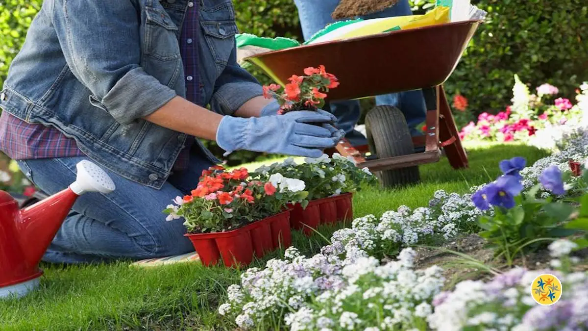 10 Plantes à Connaître pour Avoir une Belle Bordure