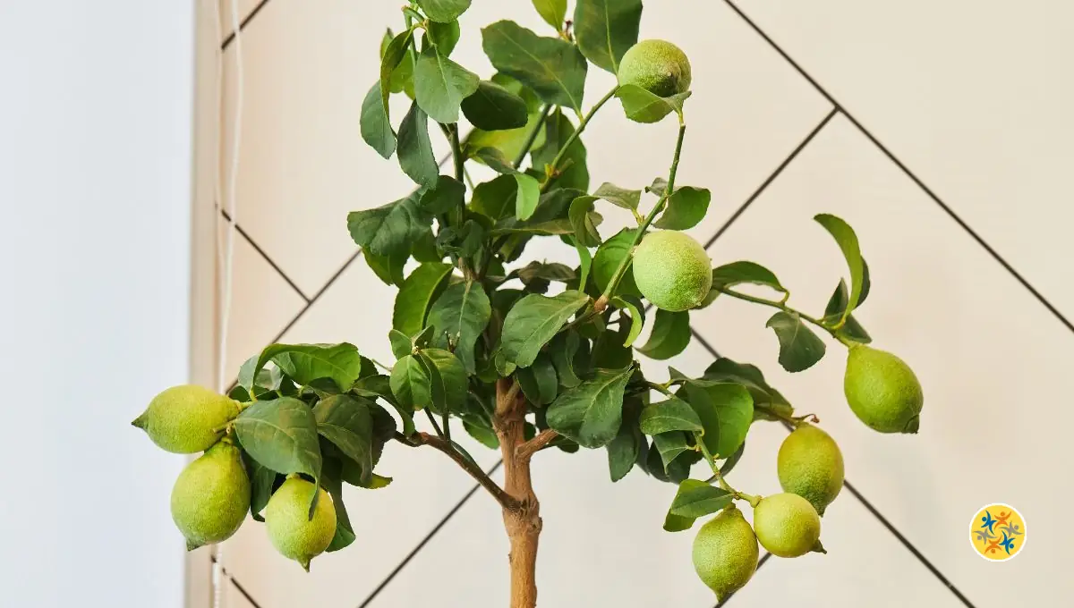 Cultivez des Citrons en Pots : Guide Complet