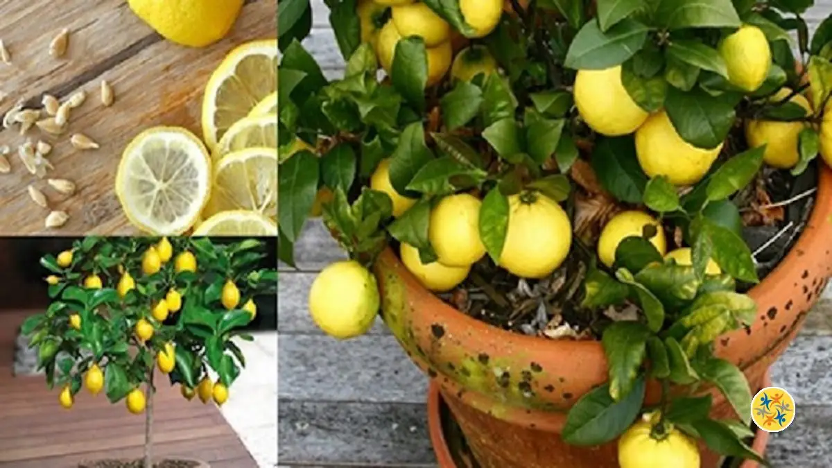 Procédure Simple pour Faire Pousser des Citrons à la Maison