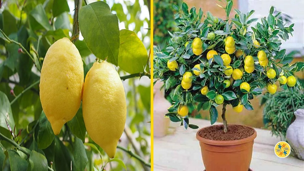 4 Conditions pour cultiver facilement des citrons en pot
