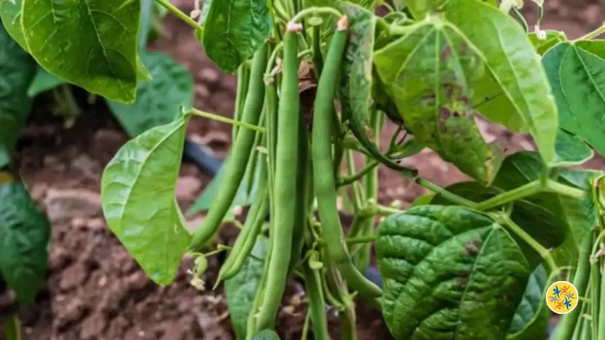 Quand et Comment Cultiver les Haricots Verts ?